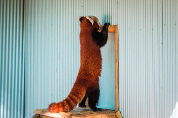 Red panda trying to get into an indoor enclosure at the John Ball Zoo