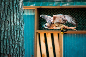 Red tailed hawk flying through the air at the John Ball Zoo
