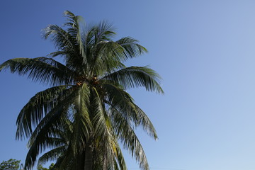coconut palm tree against blue sky with copy space for text