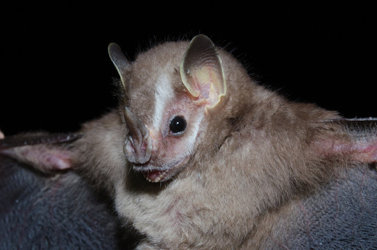 The southern little yellow-eared bat (Vampyressa pusilla) is a frugivorous bat species from South America. It is found in Brazil, Argentina and Paraguay.