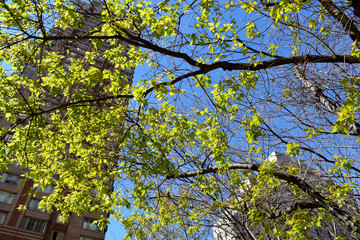 Obraz premium New York City Manhattan - view of buildings through branches