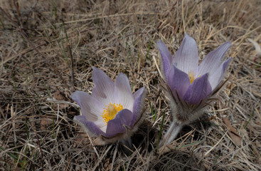 Fototapeta na wymiar spring crocus flowers
