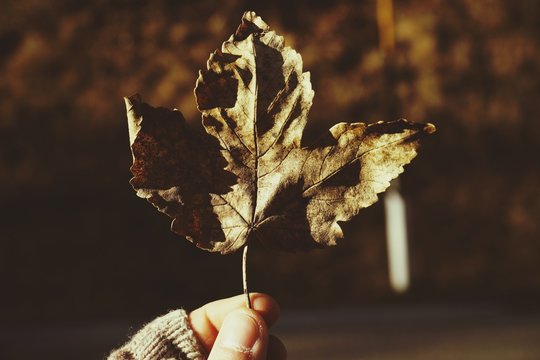 Close-up Of Hand Holding Maple Leaf During Autumn