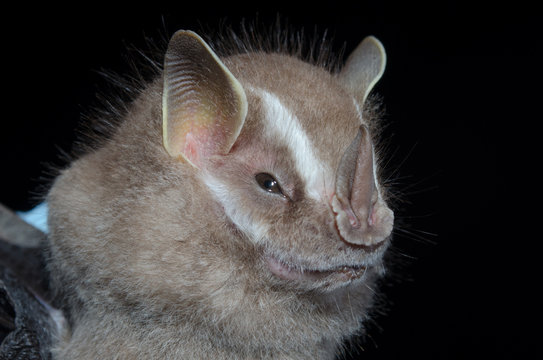 Artibeus Images Browse 30 Stock Photos, Vectors, and Video Adobe Stock