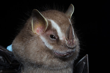 The southern little yellow-eared bat (Vampyressa pusilla) is a frugivorous bat species from South...