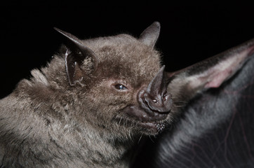 A Brazilian Bat, the greater spear-nosed bat (Phyllostomus hastatus) is a bat species of the family Phyllostomidae from South America. It is one of the larger bats of this region and is omnivorous. 