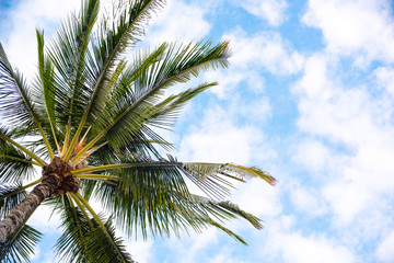 Fototapeta na wymiar Looking up to a Palm Tree and Blue Sky