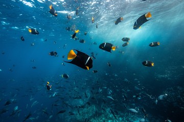 Fototapeta na wymiar marine life, king angel fish. Galapagos islands
