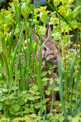 Curious native bunny sitting sticking it’s tongue out, in green foliage in the garden
