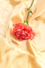The carnation is a symbol of love for your mother
