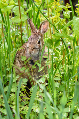 Curious native bunny sitting in green foliage in the garden
