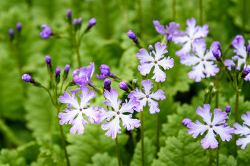 Purple and white asiatic primrose blooming in a garden
