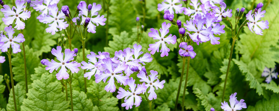 Purple and white asiatic primrose blooming in a garden
