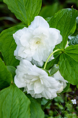 Great white trillium, trillium grandiflorum 'Flore Pleno', blooming in a garden
