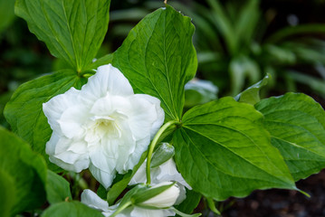 Great white trillium, trillium grandiflorum 'Flore Pleno', blooming in a garden
