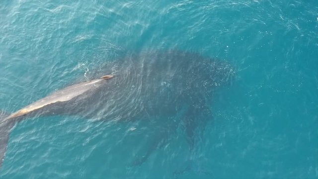 Baby whale and its mother off the coast of Maui