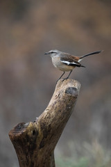 White banded Mockingbird, Patagonia, Argentina