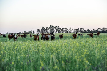 Cattle in Argentine countryside, Buenos Aires Province, Argentina.