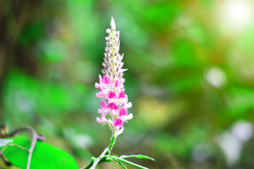 close up of pink flowers