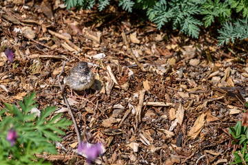 Baby junco bird sitting in a garden waiting for food from parents, bleeding heart foliage and wood chips
