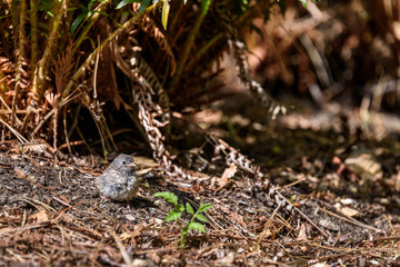 Baby junco bird sitting in a garden waiting for food from parents, sword fern foliage
