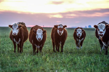 Cattle in Argentine countryside, Buenos Aires Province, Argentina.