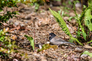 Adult junco bird sitting in a garden, sword fern foliage and woodland debris

