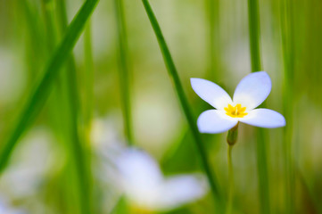 Macro image of wildflower in grass in springtime