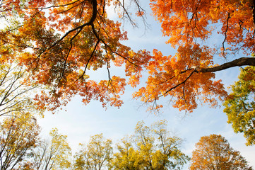 Fototapeta na wymiar Treetops in full autumn color