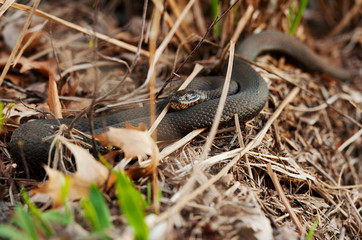 Closeup of snake lying on the forest floor
