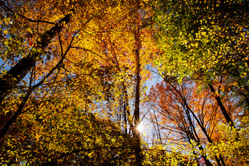 Sunburst through forest during peak fall foliage