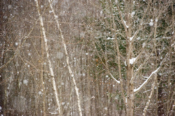 Snowflakes falling in the forest