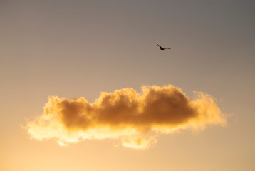 Obraz premium Seagull flying above lone cloud at sunset