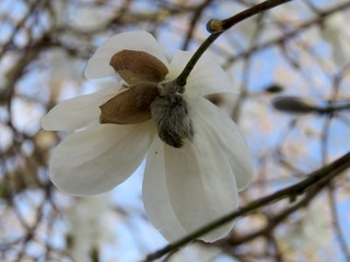 Magnolia Back