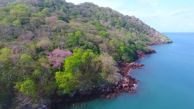 Vertical Flight Aerial View of Bona Island Waterfront with Frigates and Pelicans Roosting and Flying Over Trees and Rock Cliffs
