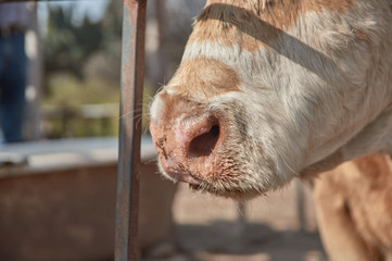 Cow snout close-up