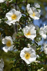 Obraz na płótnie Canvas Rosa laevigata flowers / Rosaceae vine shrub. 