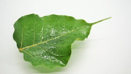 Bodhi leaf for making the minimal flower  arrangement