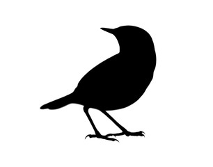 Beautiful bird icon in black over white blackground, animal sign