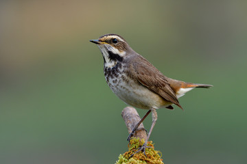 Obraz premium brown bird with black marking on its chest happily perching on mossy branch in fine green environment