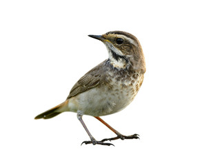 caught in the act of brown bird with black marking on its chest, female bluethroat (luscinia svecica) isolated on white background