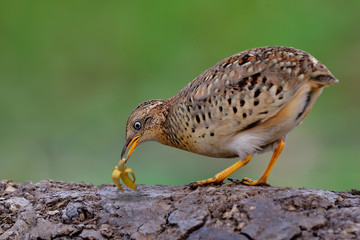 funny brown bird with banana in it beaks as lovely stances, yellow-legged buttonquail