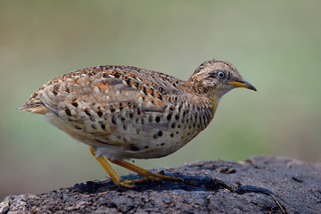 Pale camouflage brown bird squating and alerting to invade enemy under strong sun in mid day, yellow-legged buttonquail