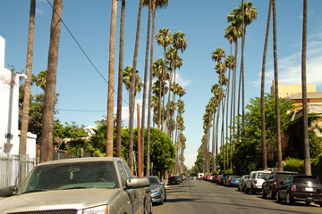 California Los Angeles Street Row of Palm Trees