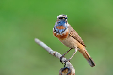 Beautiful blue chin bird with orange on its chest and brown on its body perching on thin brnach over fine green background, bluethroat male