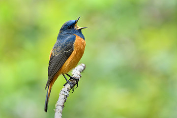 Beautiful orange and blue bird singing on thin branch with lovely action, blue-fronted redstart male