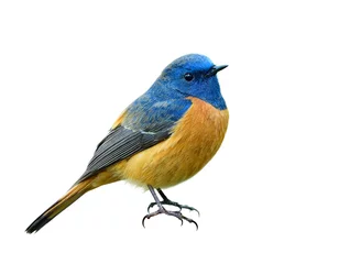Fotobehang Mooie oranje vogel met blauwe kop geïsoleerd op een witte achtergrond met de details van het hoofd gezicht vleugels staarten en voeten, mannetje van blauwvoorhoofd roodstaart © prin79
