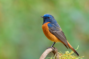 beautiful proud bird perching on tree stick with sharp feathers in details, fascinated natural - Powered by Adobe