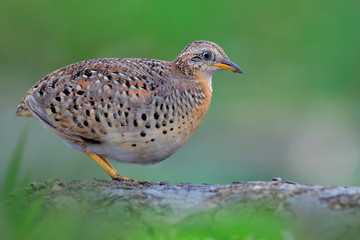 Beautiful Yellow-legged Buttonquail, camouflage brown bird standing on soil pole with soft foreground and background in low lighting environment