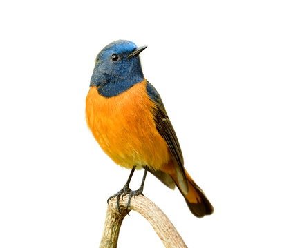 Beautiful orange bird with blue head perching on wooden branch isolated on white background, male of Blue-fronted Redstart